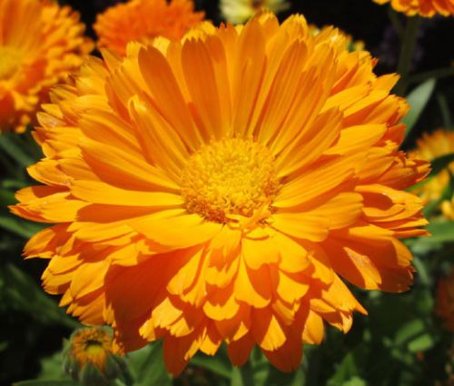 Calendula