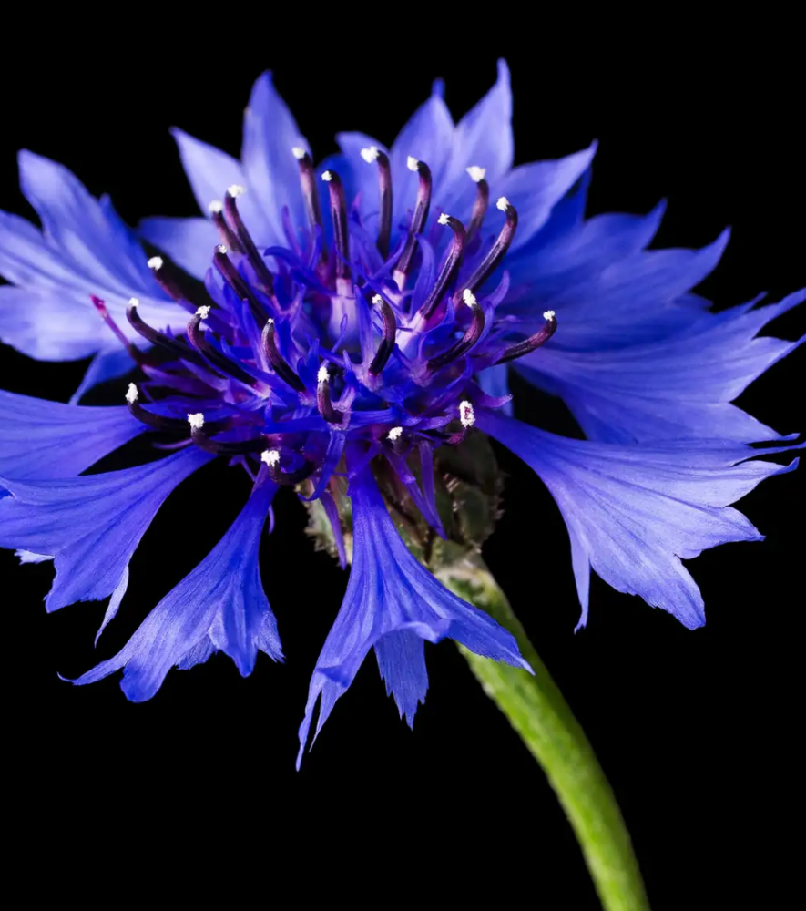 Cornflower