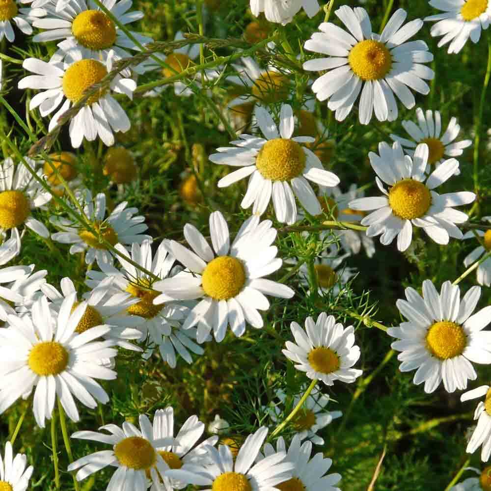 Chamomile