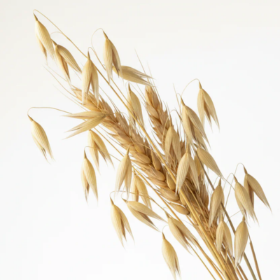 Beta Glucan