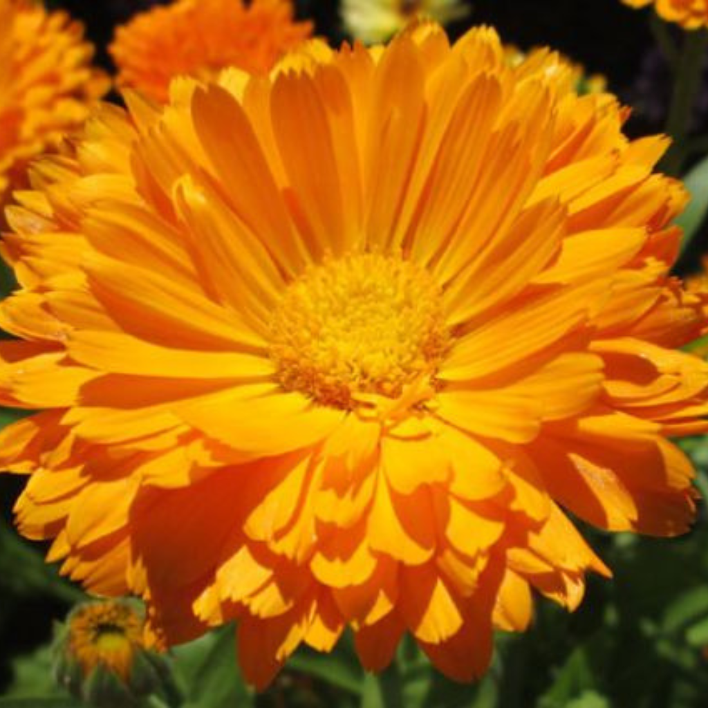 Calendula