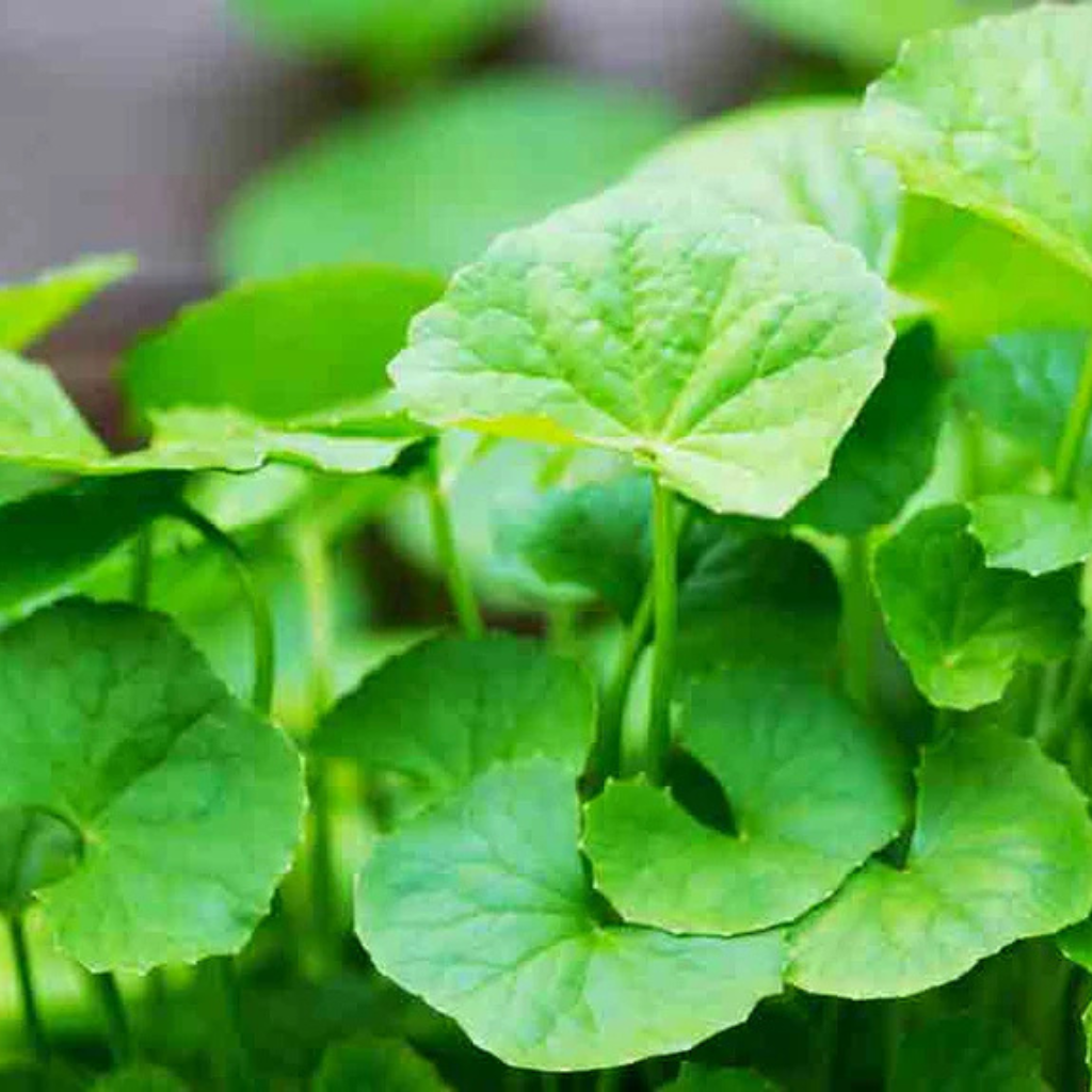 Centella…The Fountain Of Youth