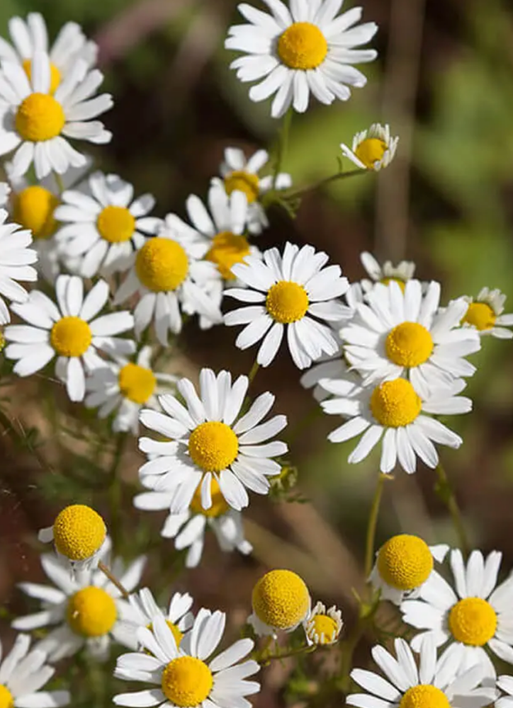 Chamomile