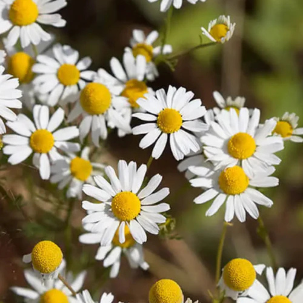 Chamomile