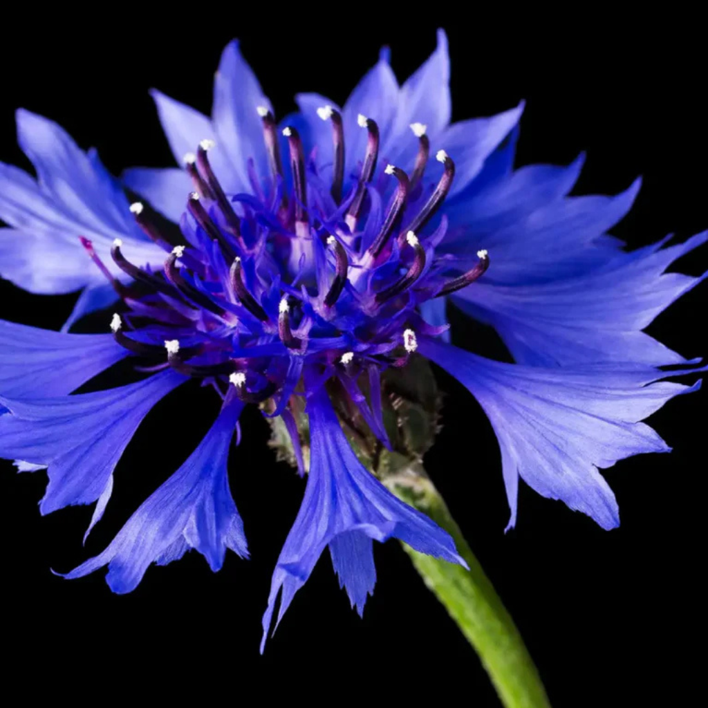 Cornflower