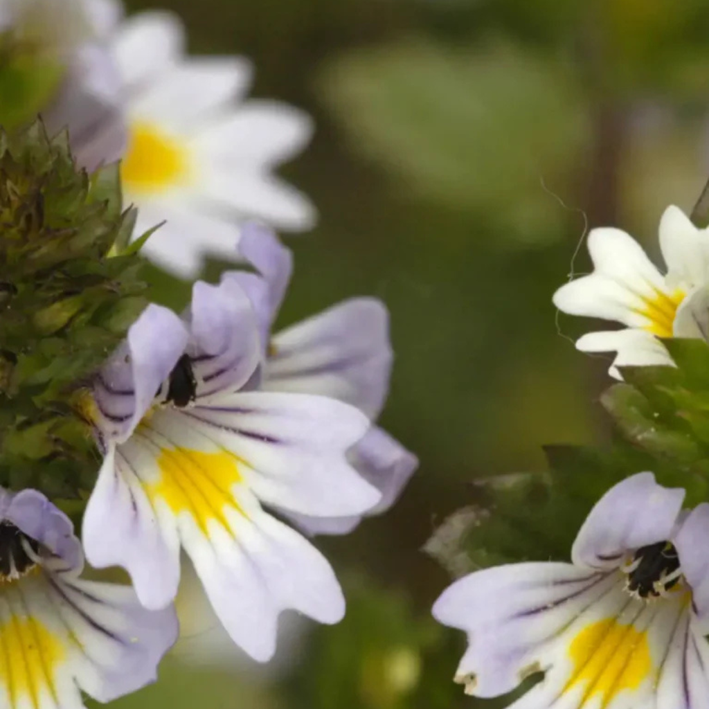 Eyebright