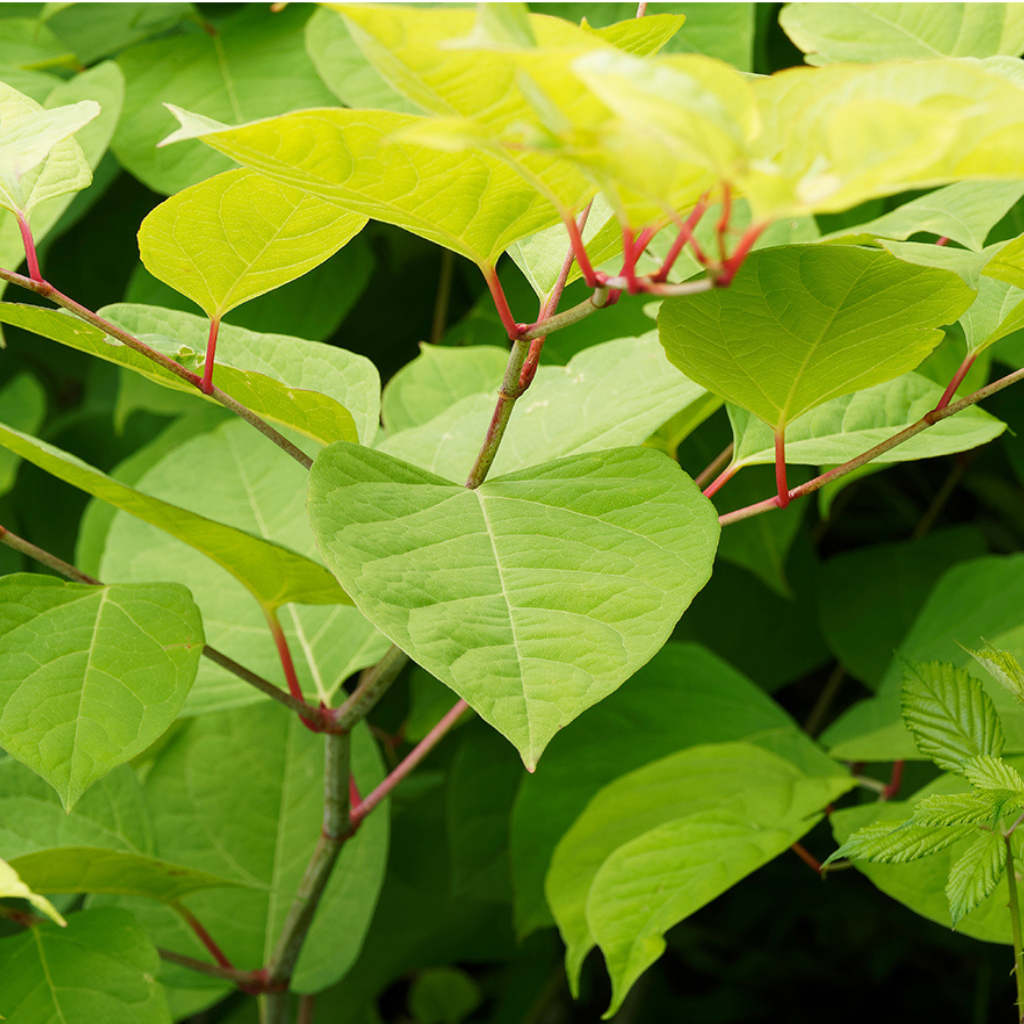 Resveratrol