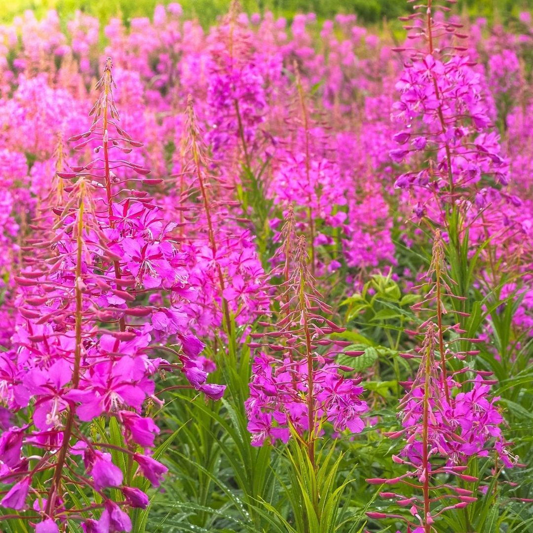 Willowherb- Help for Rosacea is at Hand