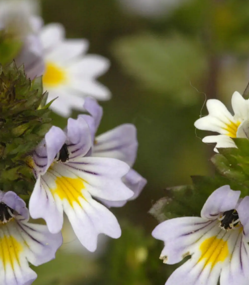 Eyebright