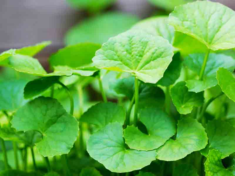 Centella…The Fountain Of Youth