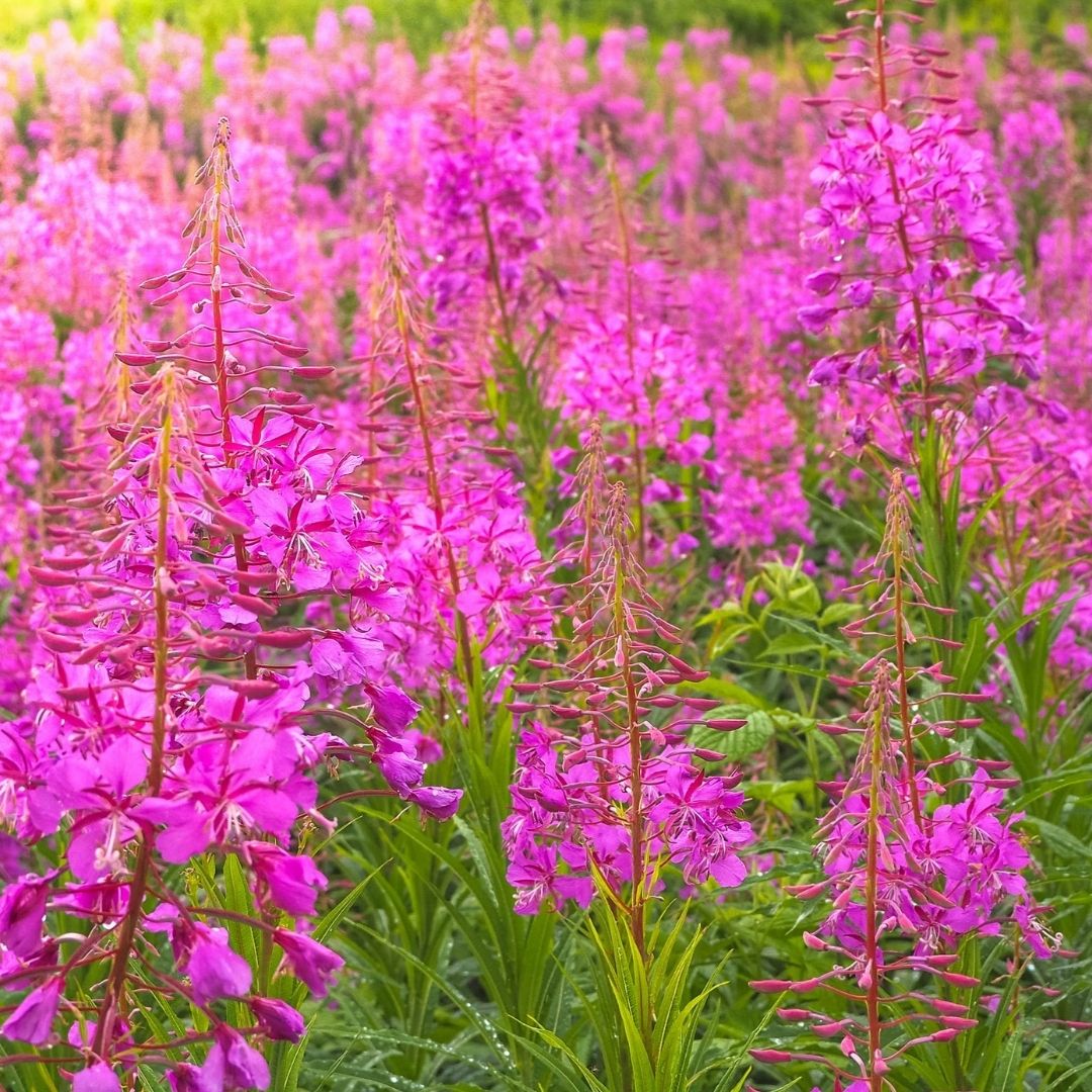 willow herb